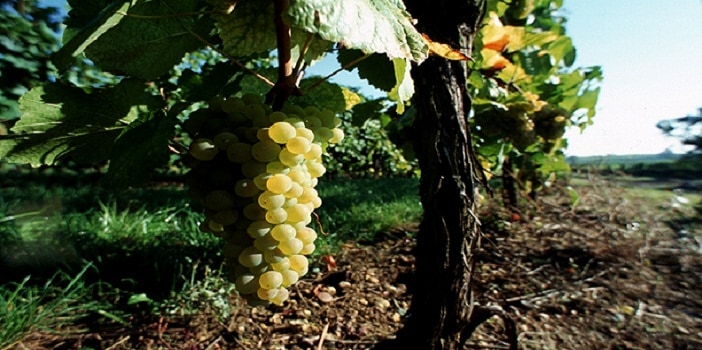 Vines in Strasbourg, Alsace