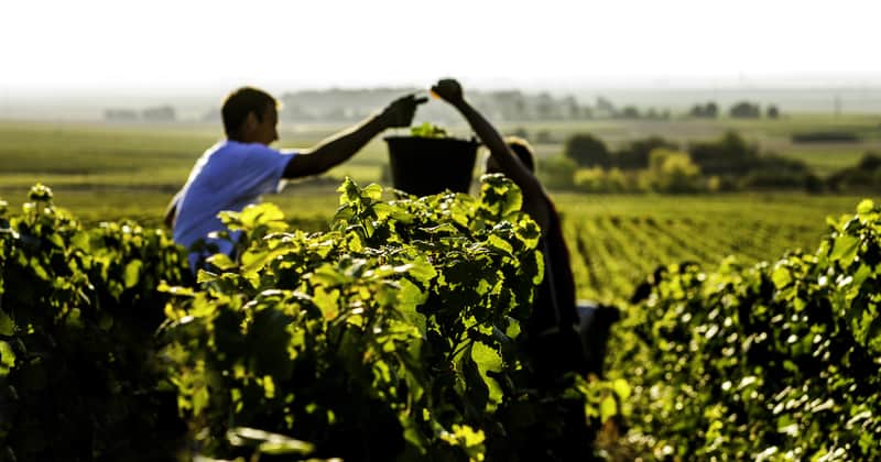 Champagne Harvest with Moët Hennessy is here for all to enjoy