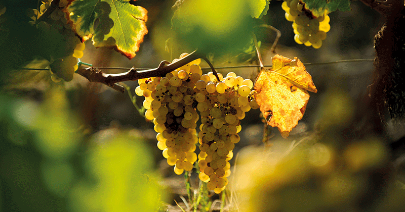 Bordeaux-Tourism-Board---Grappes-de-raisin©Vincent-Bengold