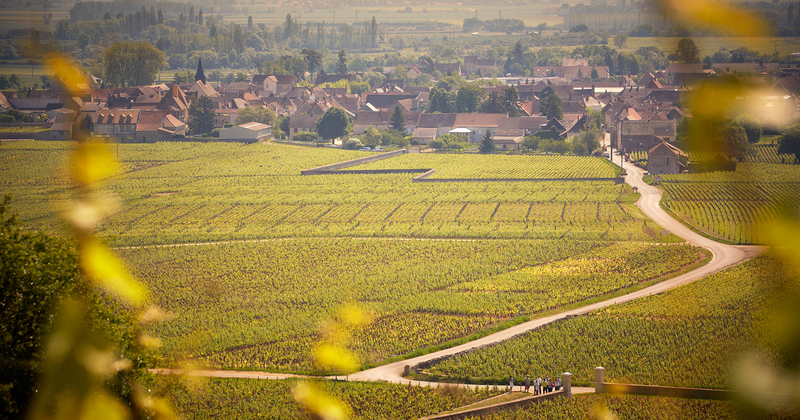 Burgundy wine tour - Credits Olivier Leflaive