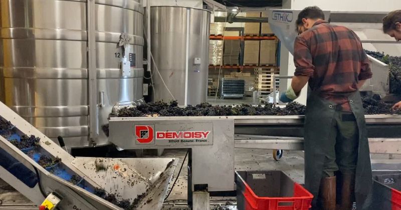 Witnessing the harvest happen in the Loire Valley