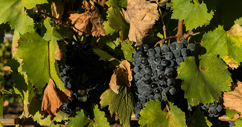 Porto-Convention-&-Visitors-Bureau---Douro-vineyards---Credits-CC-BY-NC-ND---Associação-de-Turismo-do-Porto-e-Norte,-AR-(2)