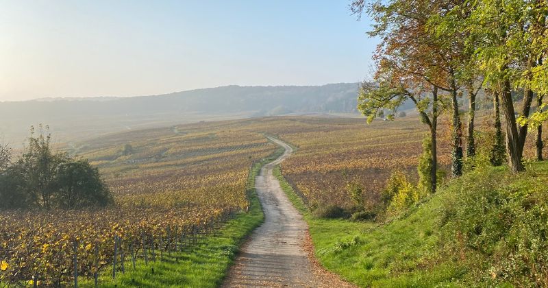 Landscapes in Champagne around harvest time