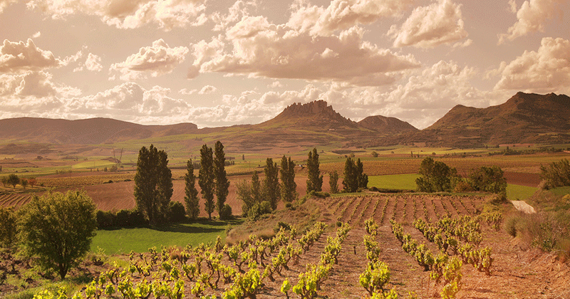 Rioja-Vineyard