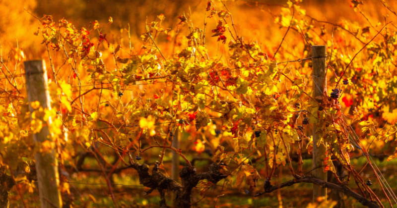Rioja vines in autumn