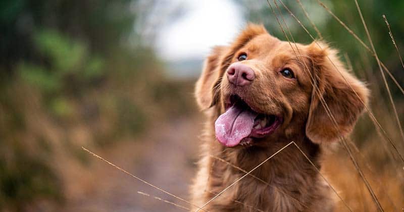 how to train dog to find truffles