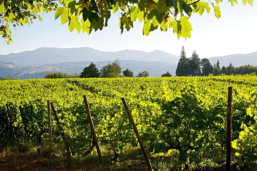 Vinho Verde Vineyards Credit winetourismportugal
