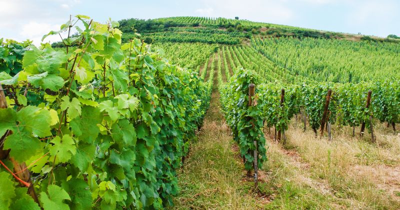 Vineyards in Alsace