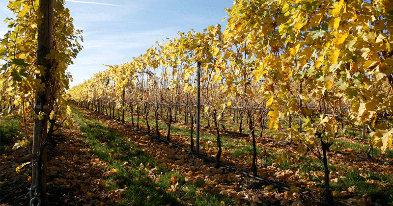 vineyards-vigneti-©-Giorgio-Zamboni