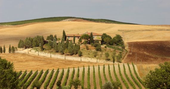 Chianti hills