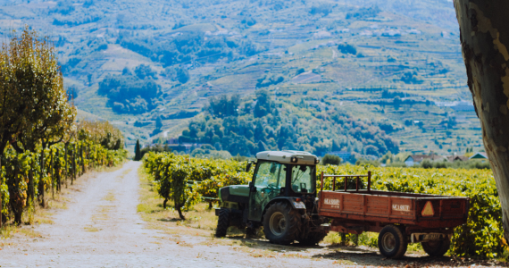 Wine country in Penisula de Setubal