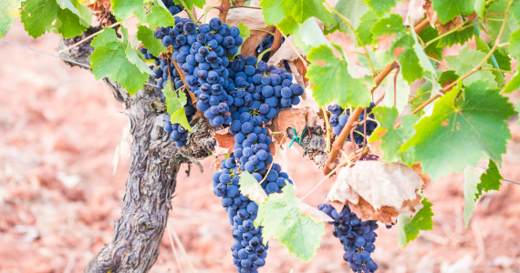 Lisbon wine region grapes on vine