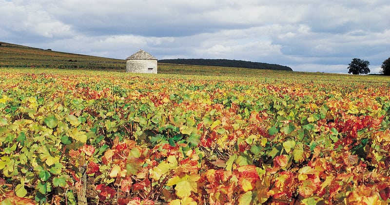 Burgundy Vineyards- Credits Côte-d'Or Tourisme © J-M. SCHWARTZ