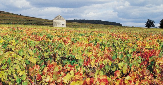 Burgundy Wine Tasting- Credits Côte-d'Or Tourisme © J-M. SCHWARTZ