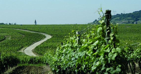 Essential Dijon Wine Tour - Grape Escapes Wine Tours