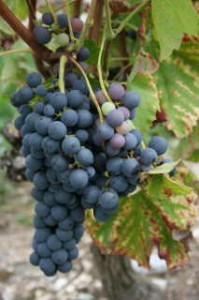 Wine tours - grapes