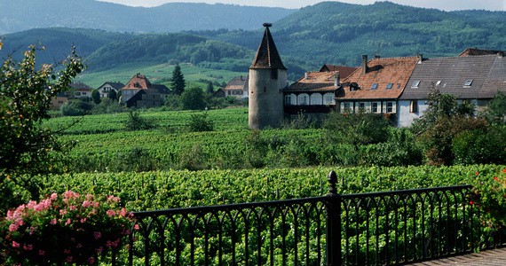 Riquewihr wine tour - Credits St Hippolyte Vineyard