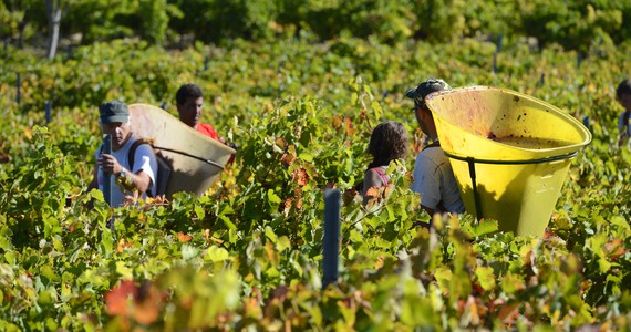 Languedoc Wine - Credits Chateau de Cabezac