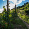Alsace wine tour - Credits Meyer and ADT Alsace