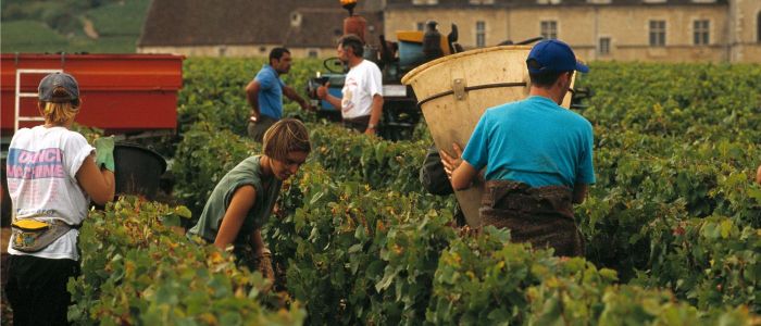 Multi Region wine Tours Vendanges- A Doire CRT Bourgogne