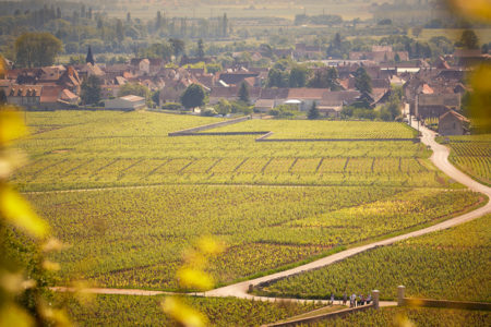 Burgundy wine tour - Credits Olivier Leflaive