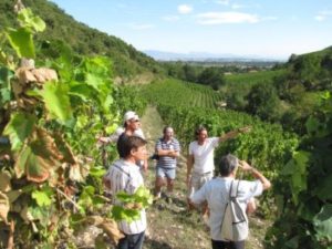 Rhone Crussol Vineyards