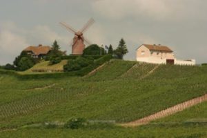 Champagne vineyards