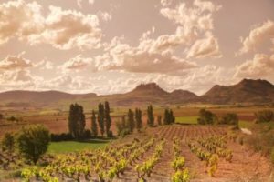 Rioja vineyards