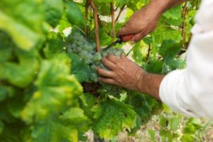 harvest- Credits Douro Wine Tourism