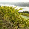 Saumur Wine Tour credits Stevens_Frémont