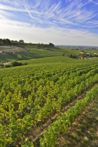 St Emilion Vineyards- Credits Heurisko