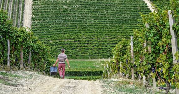 Piedmont wines - credits Ca del Baio