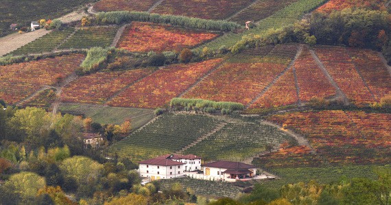 Barolo wine tour