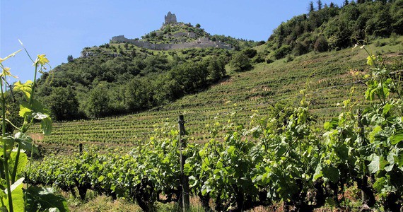Rhone Valley wine tour - vignes sous crussol