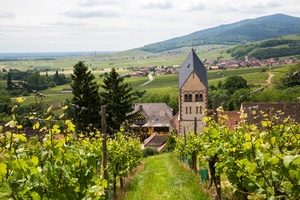 Alsace Wine Tour Vineyard 3- Credits Meyer and ADT Alsace