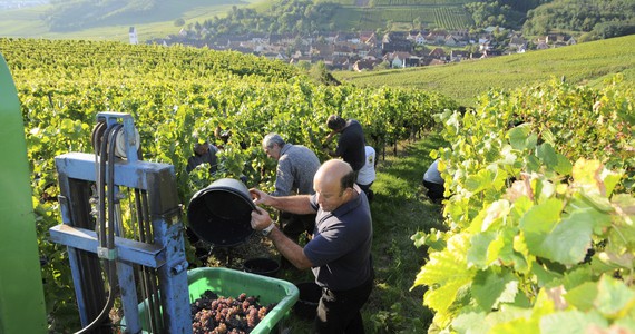 Alsace Wine Tour Grape picking © Dumoulin CIVA