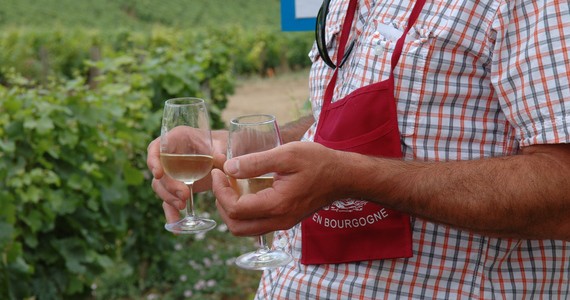 Vineyard tours - Credits Côte-d'Or Tourisme © R. KREBEL