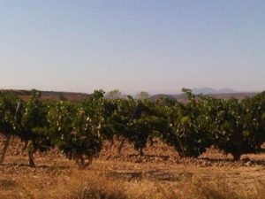 Rioja wine holiday