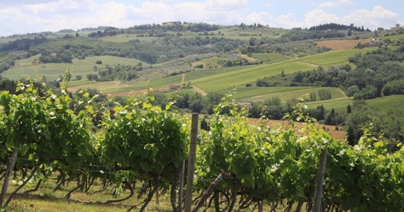 vineyard tours - Credits Florence Town
