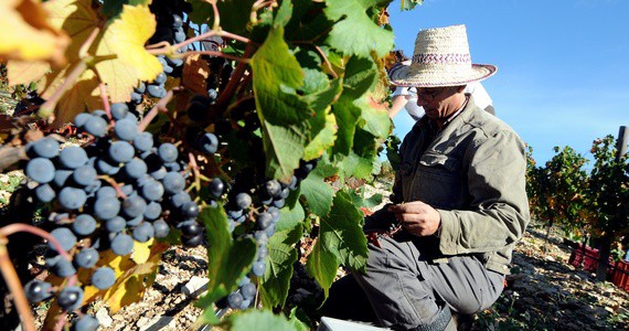 Provence wines crédit Sophie Spiteri