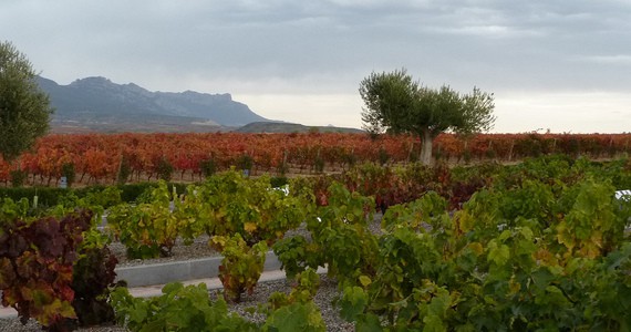 Rioja Wine Tours - Credits Rioja Vineyards