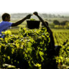Champagne Harvest Tours-®www.mkb.photos-Coll. ADT Marne2