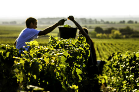 Champagne Harvest Tours-®www.mkb.photos-Coll. ADT Marne2