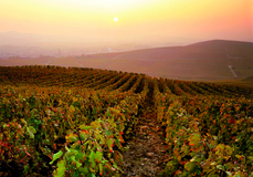 Veuve Clicquot tour Champagne Vineyards ©JK.Graeber Newsletter