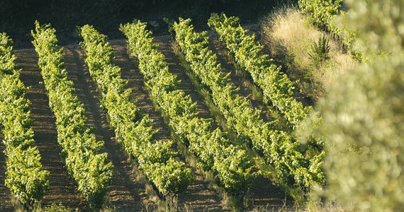 Cassis wine tour - vignes-Copyright Eliophot - Aix en Provence (vineyards of Bandol)