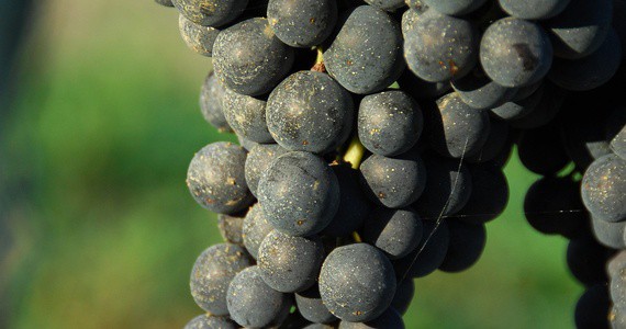 Bordeaux wines - Credits Anne Lanta - Bordeaux Winery Tour