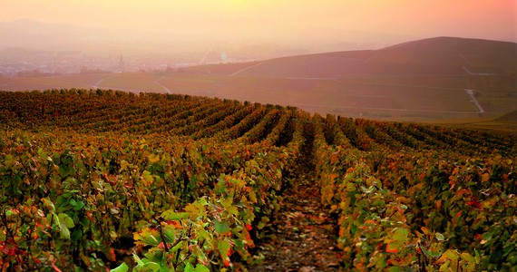 Epernay vineyard tour ©JK.Graeber