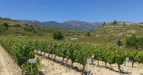 Ribera vineyards