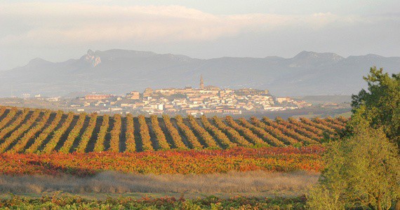Rioja vineyards 2