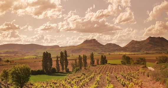 Rioja vineyards